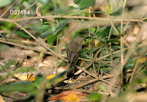 Double-collared Seedeater (Sporophila caerulescens)